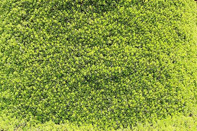 《帝国时代2：决定版》“三国”DLC 5月7日发售 国区83元